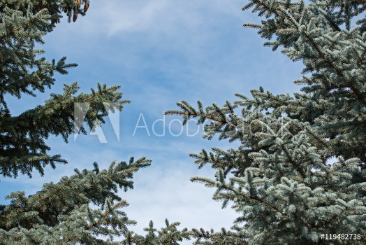 Picture of spruce branches form a beautiful frame
